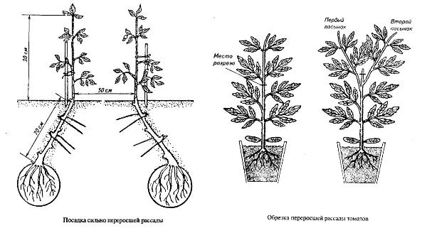 Схема посадки томатов в теплице 3х6, расстояние между рассадой