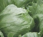 Кочанные и полукочанные салаты: особенности выращивания и лучшие сорта