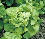 Кочанные и полукочанные салаты: особенности выращивания и лучшие сорта