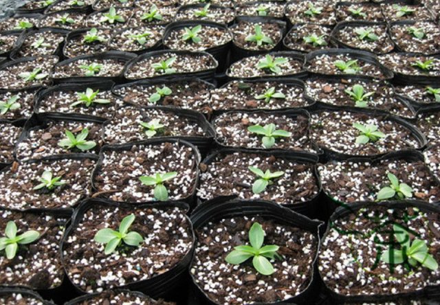 Выращивание эустомы из семян в домашних условиях