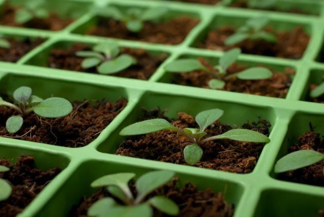 Как вырастить рассаду петунии из семян в домашних условиях