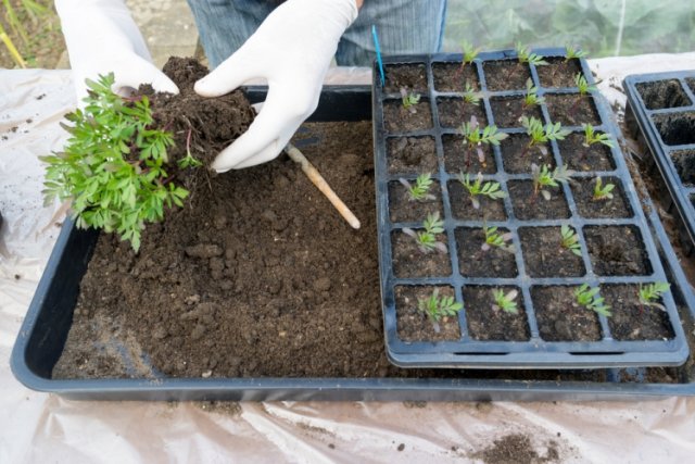 Инструкция: выращивание рассады бархатцев в домашних условиях