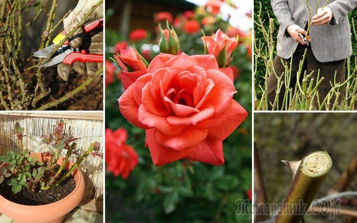 Обрезка роз весной – советы для начинающих цветоводов