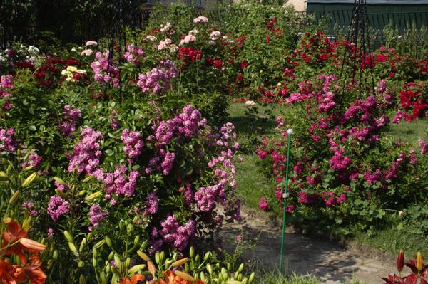 Что стоит знать о плетистых розах: рекомендации профессионала