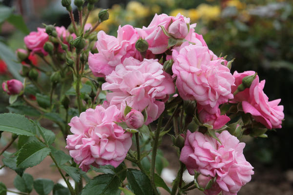 Что стоит знать о плетистых розах: рекомендации профессионала