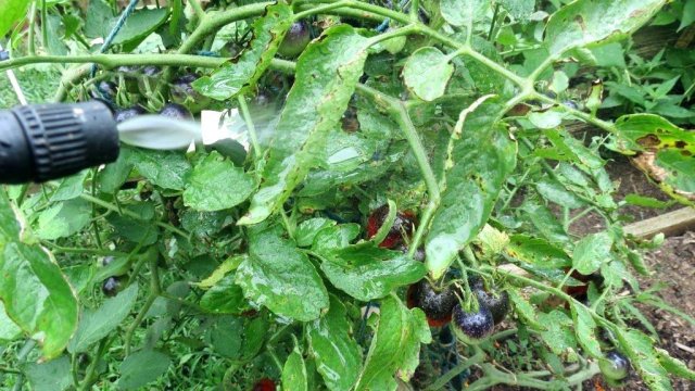 Синие помидоры – новинка в огороде