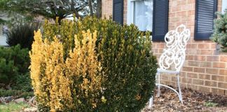 Вечнозеленые кустарники для бордюра