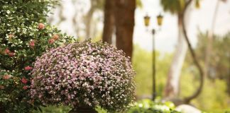 Бакопа – удивительное растение