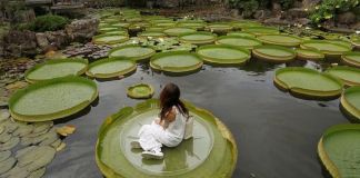 Амазонская Виктория