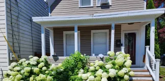 Гортензия метельчатая