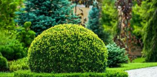 Вечнозеленые кустарники для бордюра