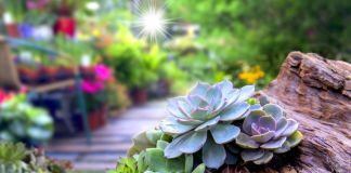 Суккуленты в саду