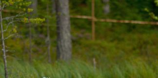 Зоопарк на Лампушке