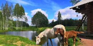 Эко-усадьба: Белово