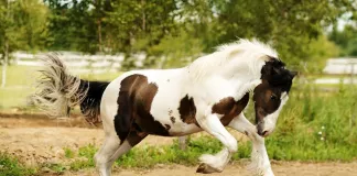 Ферма: Хэппи Фарм