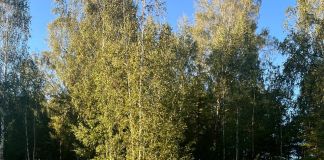 Глэмпинг: Skazka в лесу