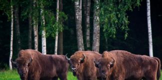 Парк: Зубровник