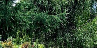 Жёлтый вербейник в саду