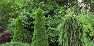 Композиции из хвойных