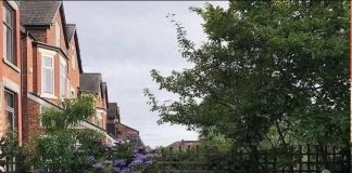 Гортензия белая