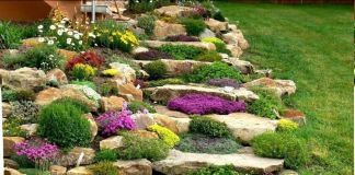 Каменистый сад