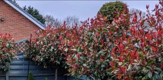 Приподнятые клумбы