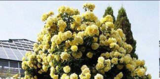 Арки из плетистых роз