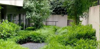 Хаконехлоя