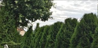 Изгородь из туи