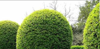 Незабудки, тюльпаны и самшит