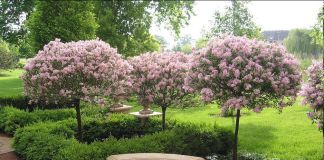 Сирень на штамбе