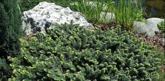 Пихта бальзамическая: фото