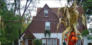 Бордюрные растения