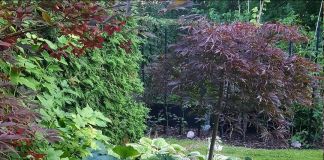 Хоста: фото