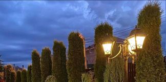 Оформление вдоль забора