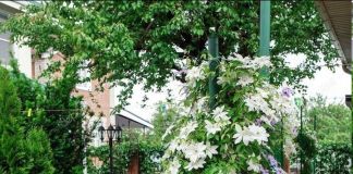 Клематис: фото