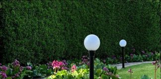 Бадан в ландшафтном дизайне