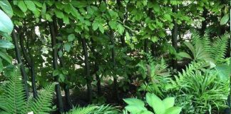 Симпатичная теневая клумба