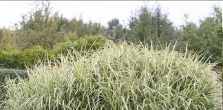 Декоративные злаки