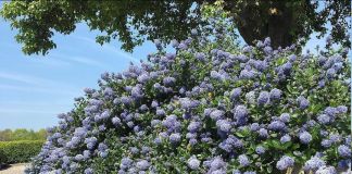 Вечнозеленый кустарник Цеанотус