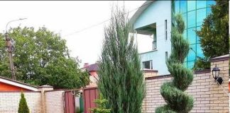 Композиции из хвойных