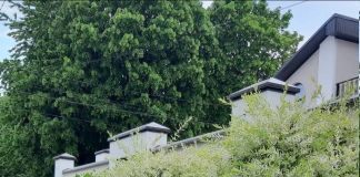 Ива занимает важное место