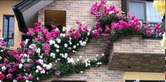 Вертикальное озеленение