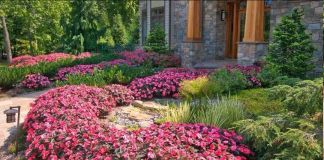 Бальзамин фото