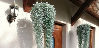 Дихондра ампельная