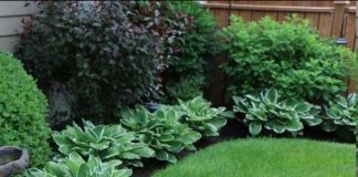 Оформление дорожки хостой