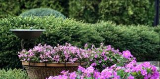 Цветок Бакопа