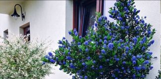 Роскошный цеанотус