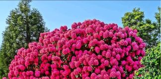 Рододендрон