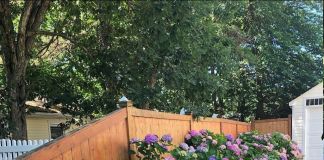 Изгороди из гортензий